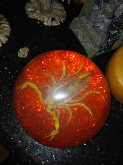 Real Scorpion