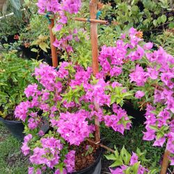 Bouganvillea Vine $45.00