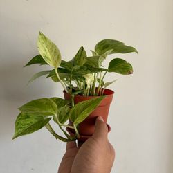 Marble Queen Pothos for Sale
