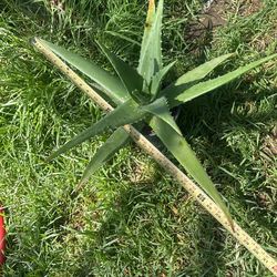 Sabila O Aloe Vera