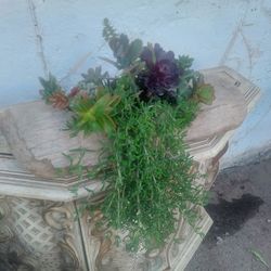 Succulent Arrangement In Driftwood ~20 inches