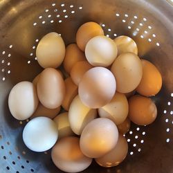 Fresh Organix Daily Eggs ! Huevo Fresco Del Dia !