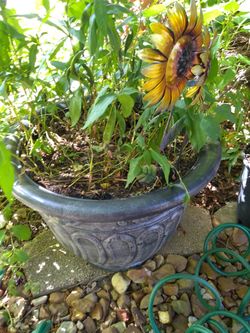 Outdoor planter with soil and 2 free metal daisys