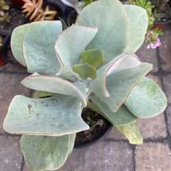 6 inch Pot Succulent Plant - Pig’s Ear Cotyledon Orbiculata - rooted and ready to plant - beautiful color 