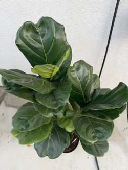 Fiddle Leaf Fig Plant in Pot