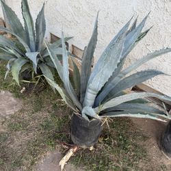 Agave Plant/Maguey