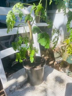 Moringa tree