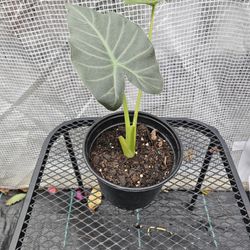 Alocasia plants