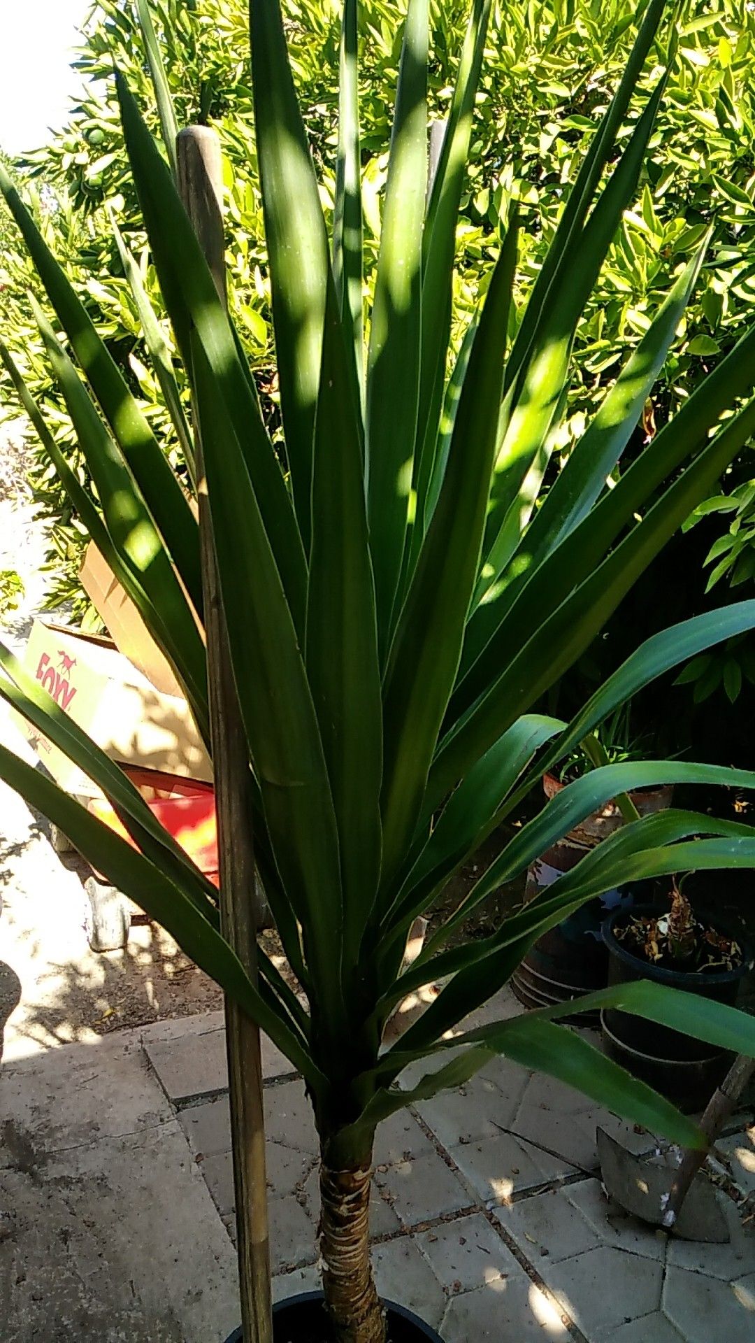 Yuca(no hago entregas)