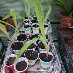 Corn Canteloupe Squash& Lemon Plants