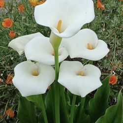 1 Gallon Pot Succulent Plant - Calla Lily - Zantedeschia Aethiopica - Rooted & Established - Drought Resistant 🪴