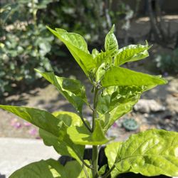 Carolina Reaper Plants