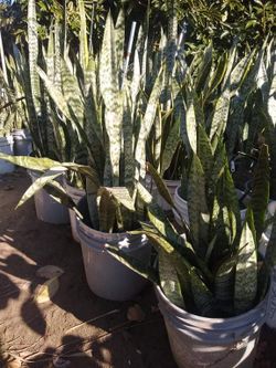 Green Yellow Snakeplant Sansevieria Mothertounge Tigertail Plant Flower Tree