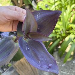 Rare plant Tradescantia pallida 'Gigante de Kartuz'