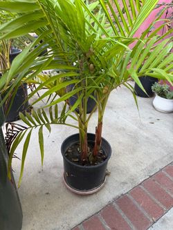 Palm Trees