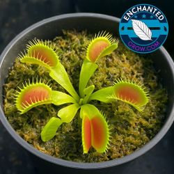 Carnivorous Plant  (Large) 🪰 Venus Fly Trap– The Classic Carnivore 🪰