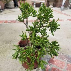 Potted Plant