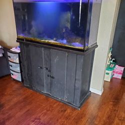 90 gallon saltwater fish tank and Stan and 20 Gallon sump
