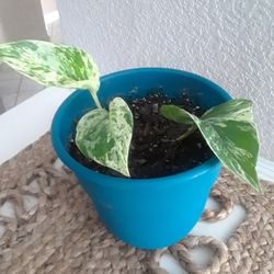 Plant for home!   Please!