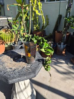 Hoya Plant