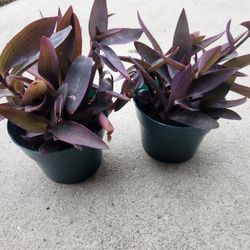 Purple heart tradescantia  plant 