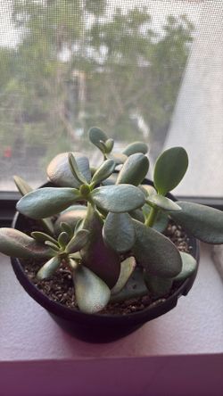 Jade Plant