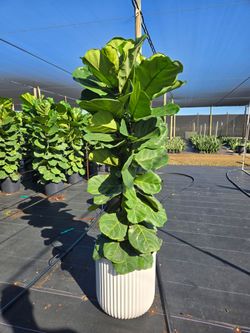 Ficus Lyrata tree with white planter.