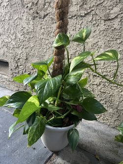 Full Grown pothos
