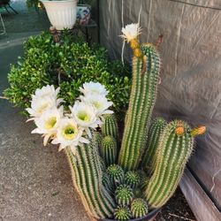 Cactus For Sale