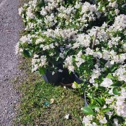 Bougainvillea White Flower 