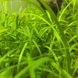 Dwarf Sagittarius  35 Plants For $20