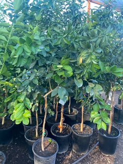 Arboles frutales