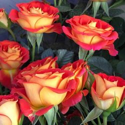 Rare European, Japan rose plants : Terrazza Pisce