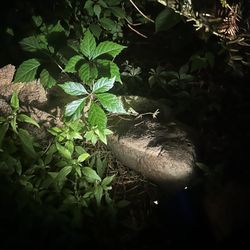 All Weather, Outdoor, Solar Powered Stake Lights 