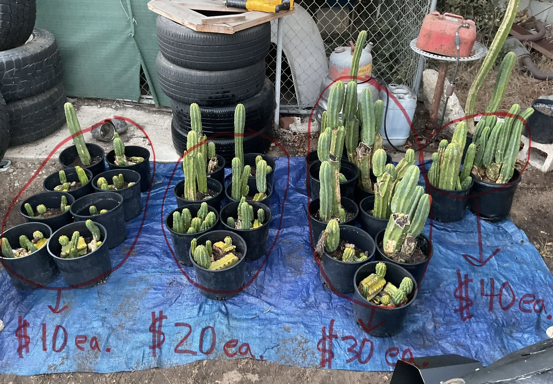 Potted San Pedro cactus and Cuttings