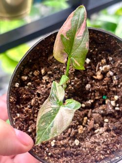 Syngonium Red Spot