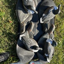 Decoy Ducks And Turkeys