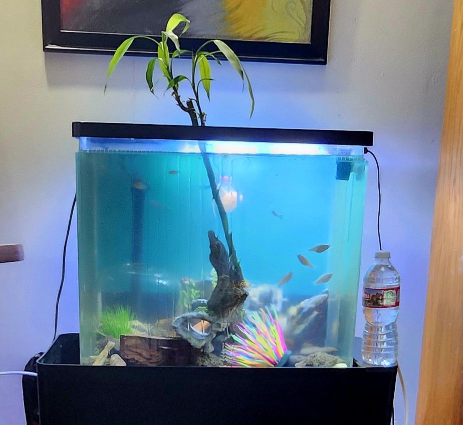 20 Gal Aquarium