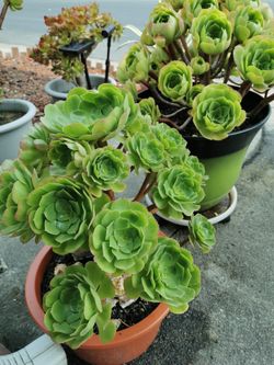 Huge  Variety Succulents and cactus  Collection for sale,  $ 3 to $60  per pot depend on size and variety