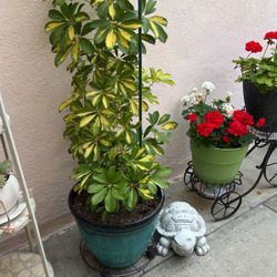 Plant 