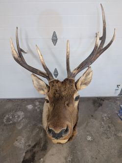 Elk deer taxidermy