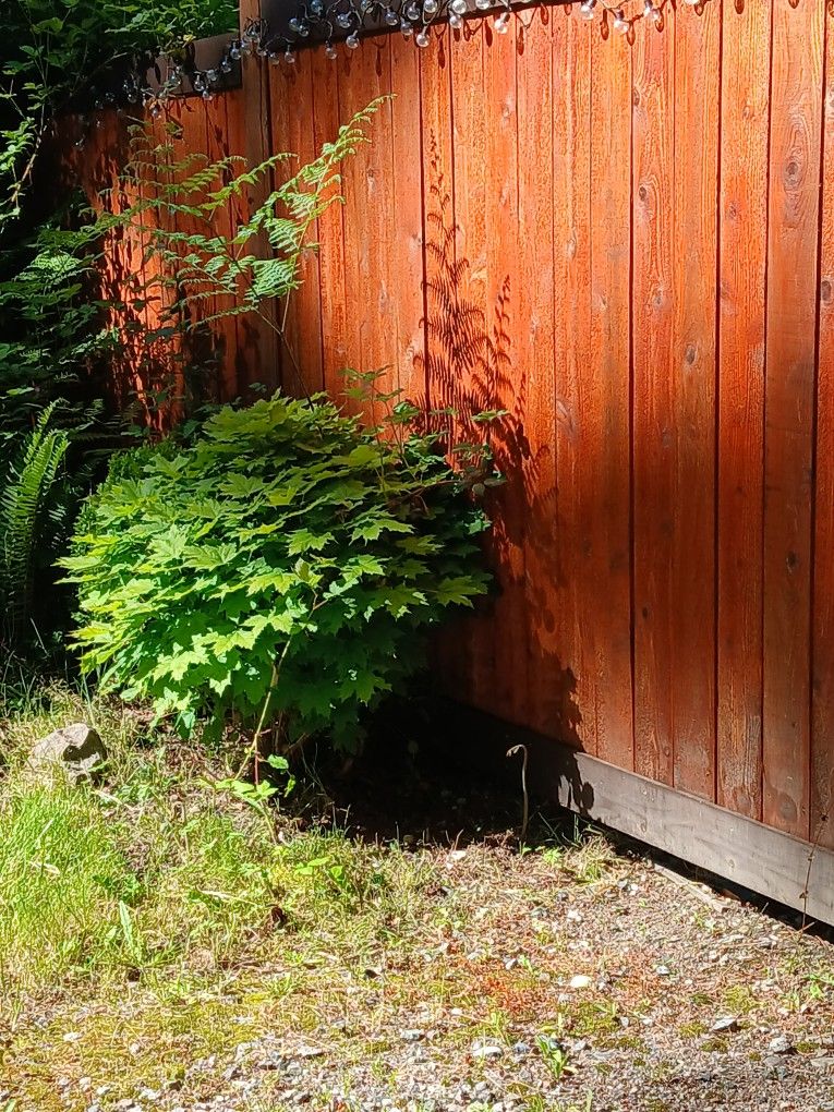 Small Bonsai Maple Tree Bush!
