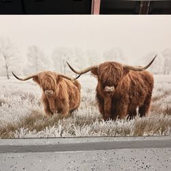 Canvass Art Scottish Cows Farmhouse 