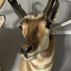 Taxidermy Pronghorn Shoulder Mount