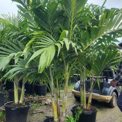 Spectacular Christmas Palms 6 Feet Tall!!! Fertilized!!! Single,  Double And Triple!!! Adonidias Plants!!