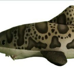 wild republic plush realistic leopard shark 12"