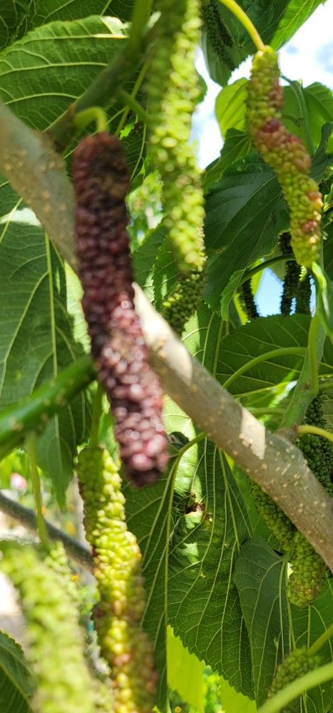 Pakistan Long Mulberry Tree