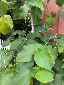 Hoja santa
