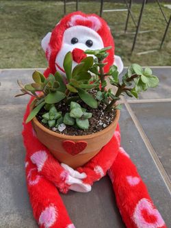 Valentine's day succulent arrangements