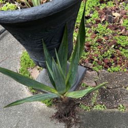 Perennials Plants (pls Read Description Below)